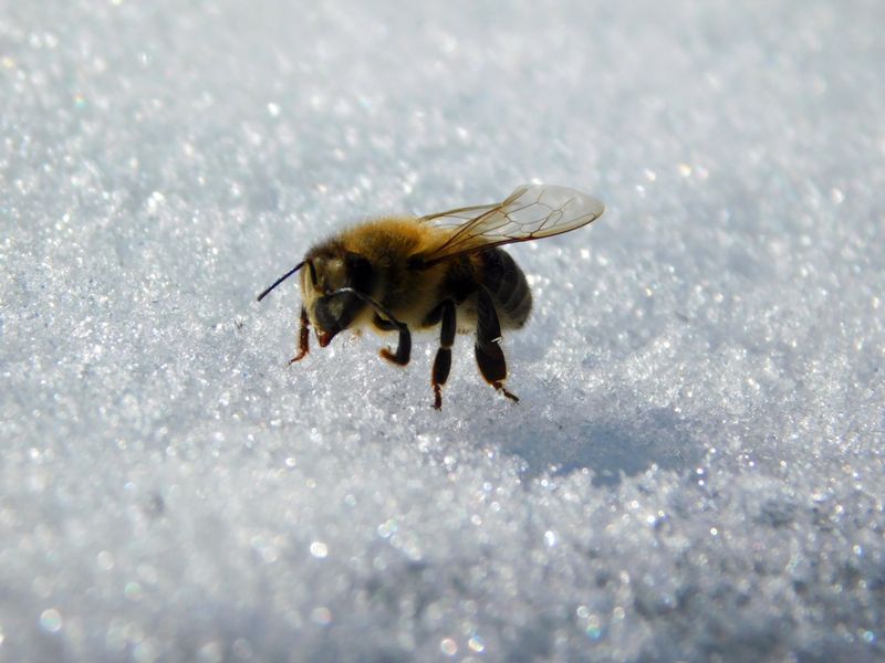 Календарь пчеловода: зима