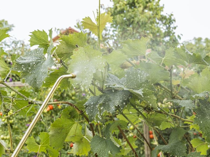 Устойчивость винограда в баллах