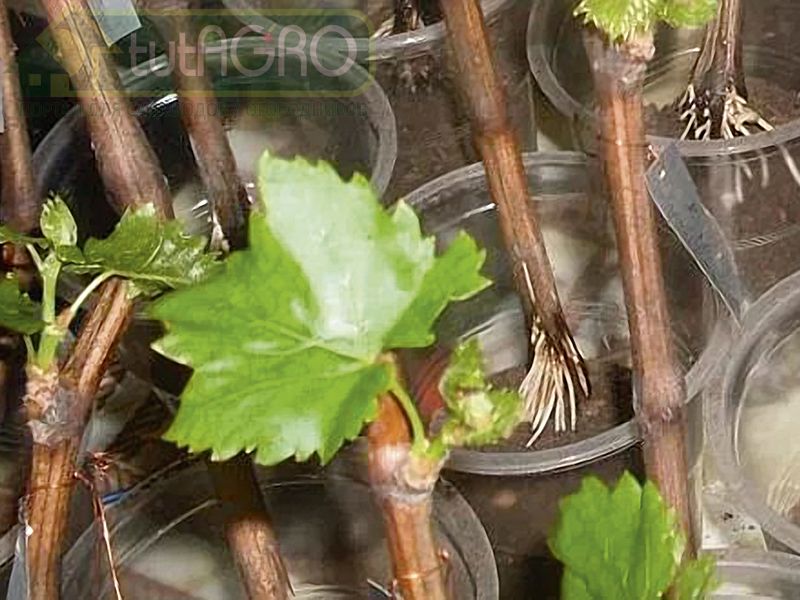 Укоренение черенков винограда