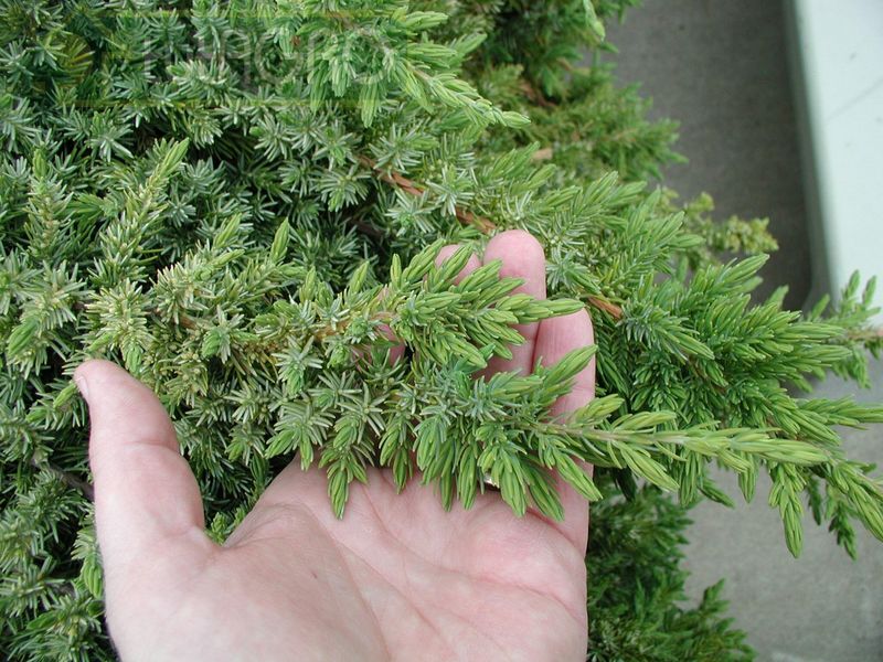 Можжевельник шлягер Прибрежный. Juniperus conferta 'Emerald Sea'. Juniperus conferta Sunflower.