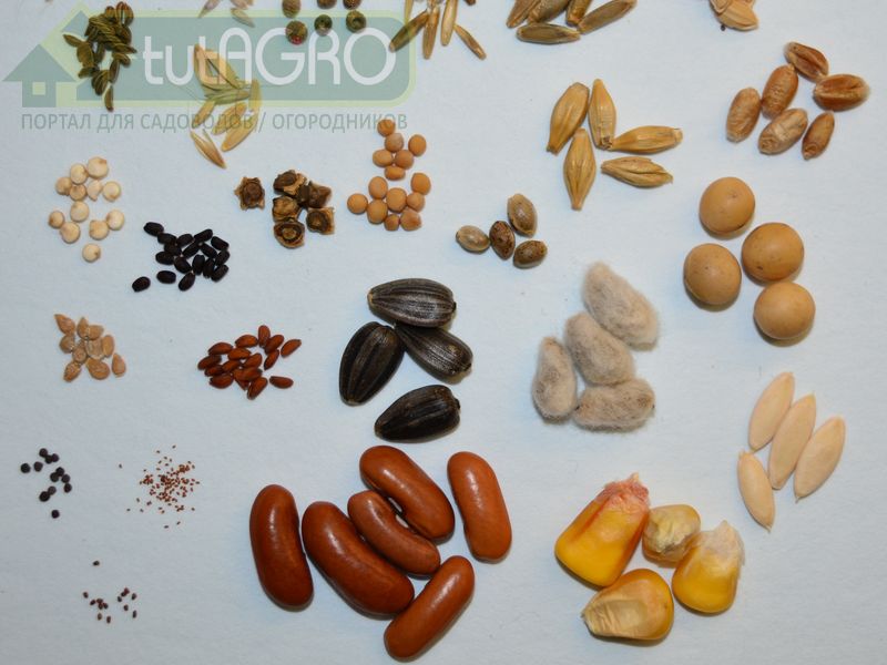 Семена руколы: как сажать и собирать, фото гибридных сортов и их особенности