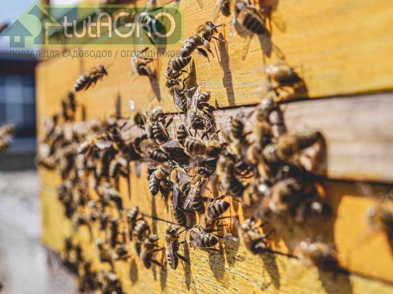 Календарь пчеловода: лето
