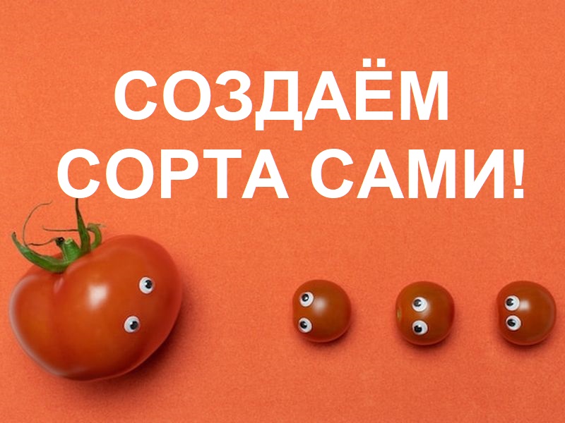 Доступно для всех! Создаем свои сорта томатов!