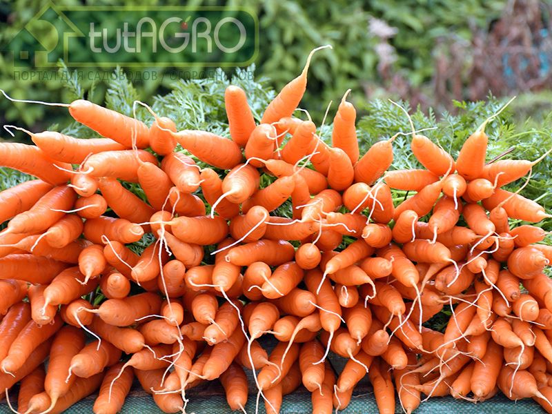 Кучерявая морковь
