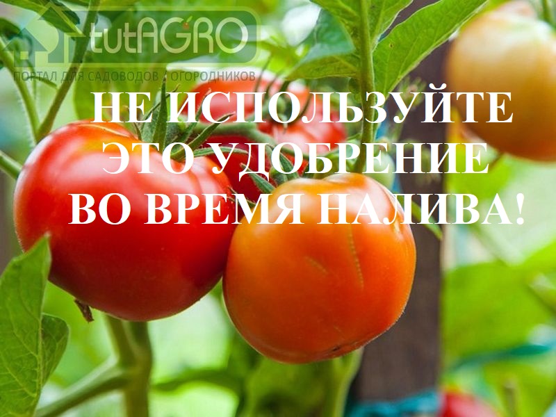 Вот что надо, чтобы томаты равномерно созревали. Какое удобрение нельзя использовать?