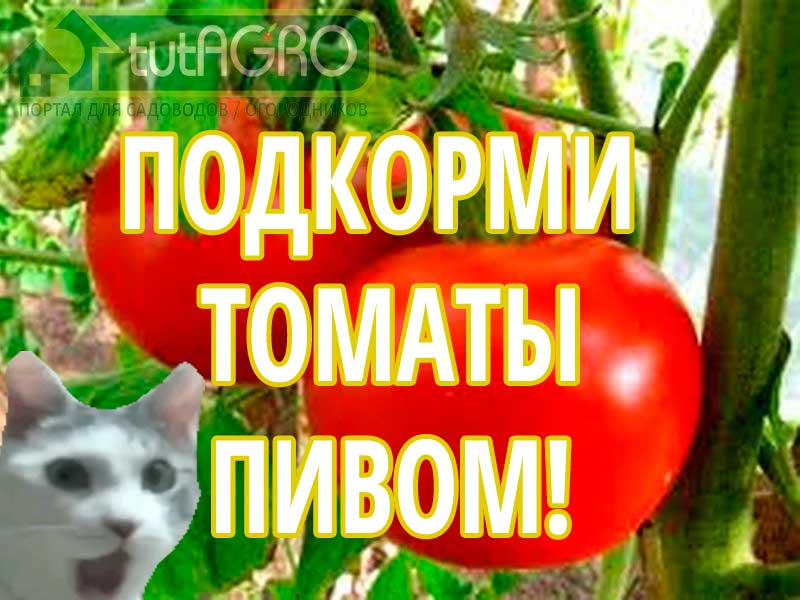 Фитофтороз не придет и томаты не придется рвать зелёными, если использовать это простое средство!