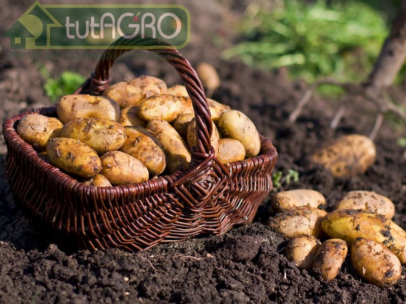 Типичные ошибки при уборке картофеля - tutAGRO