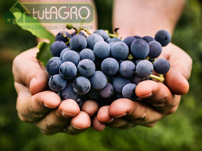 Причин растрескивания ягод винограда несколько - tutAGRO