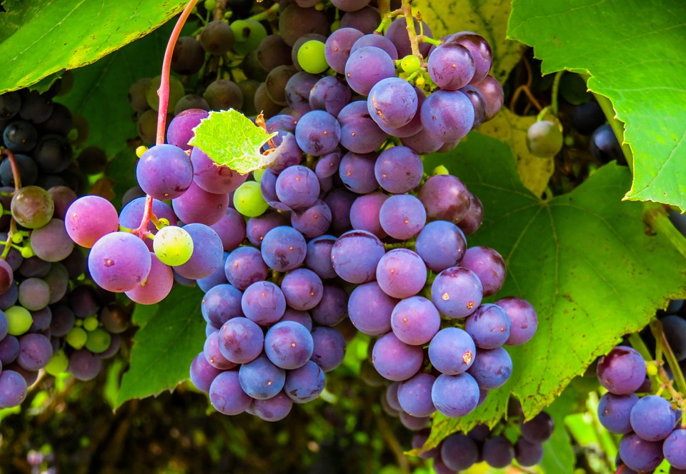 Как укрывать виноград на зиму - tutAGRO