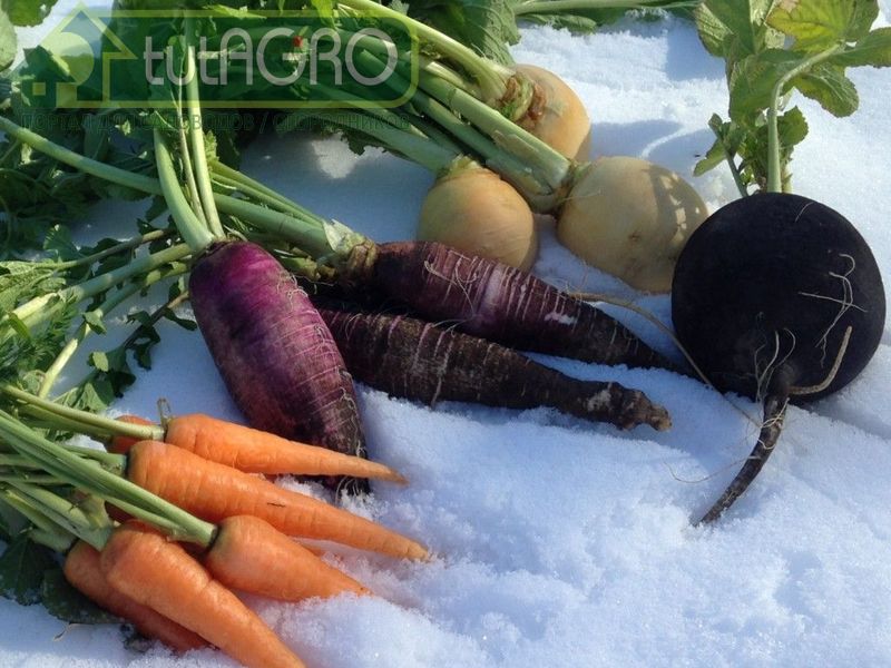 Зимовье овощей - tutAGRO