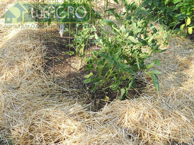 Если есть возможность накосить травы, то ее так же надо расстелить ровным слоем по поверхности почвы - tutAGRO
