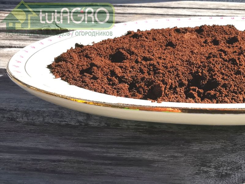 Кофейная гуща -  основа для наращивания триходермы - tutAGRO