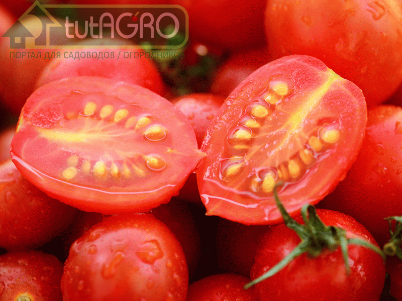 Метод подзимнего посева томата. Выбор семян - tutAGRO