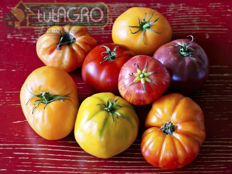 Метод подзимнего посева томата еще не очень распространен среди огородников - tutAGRO