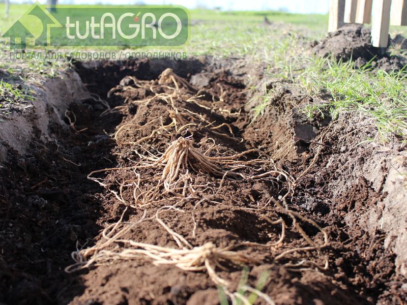 Грядка-компост для больших урожаев - tutAGRO