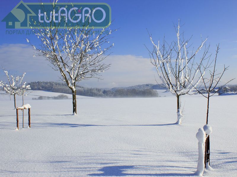 Маленьким саженцам холодно зимой - tutAGRO