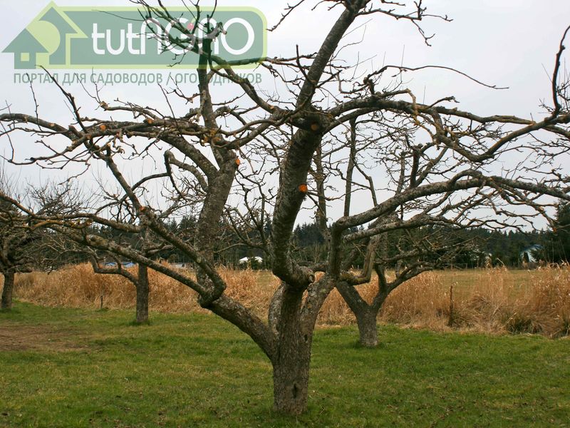 С весны до осени растения проходят все стадии развития и погружаются в состояние физиологического покоя - tutAGRO