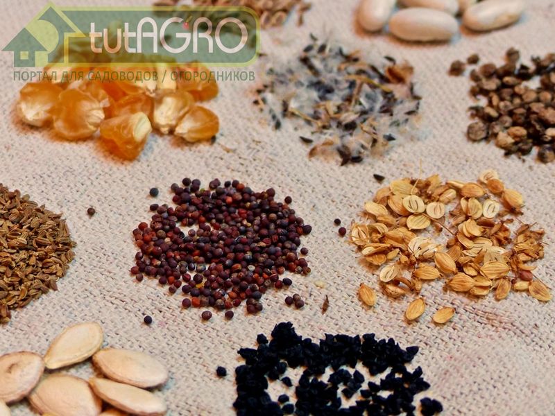 Только при правильном хранении семена не утратят своих посевных и сортовых качеств - tutAGRO