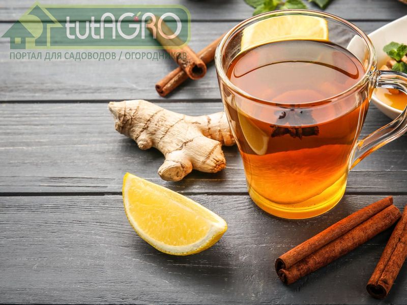 Чай из топинамбура - tutAGRO