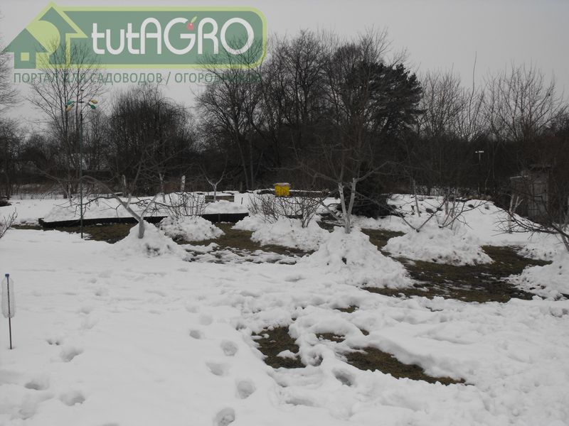 Если деревья не побелены, то после выпадения снега необходимо набрасывать его в приствольный круг - tutAGRO