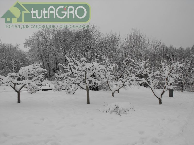 Защита сада в зимний период - tutAGRO