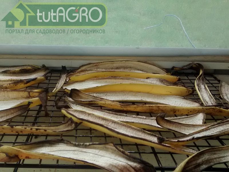 Замораживание кожуры банана - tutAGRO