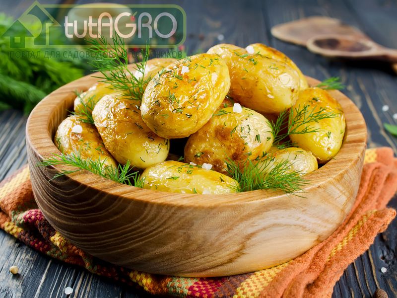 Простые рецепты из картофеля - tutAGRO