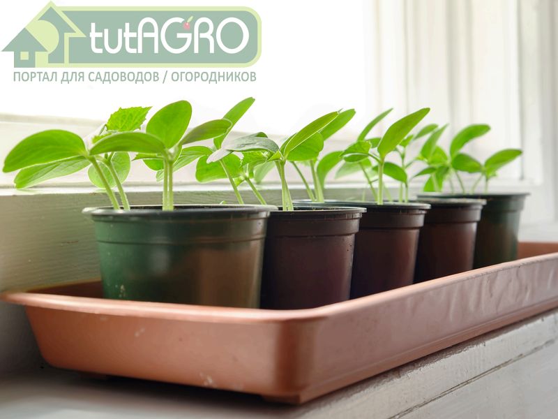 Перекись водорода для стимуляции роста растений - tutAGRO