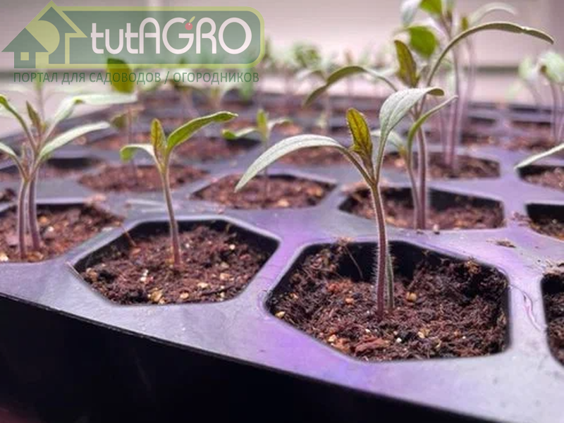 Подсветка и досветка рассады и комнатных растений - tutAGRO
