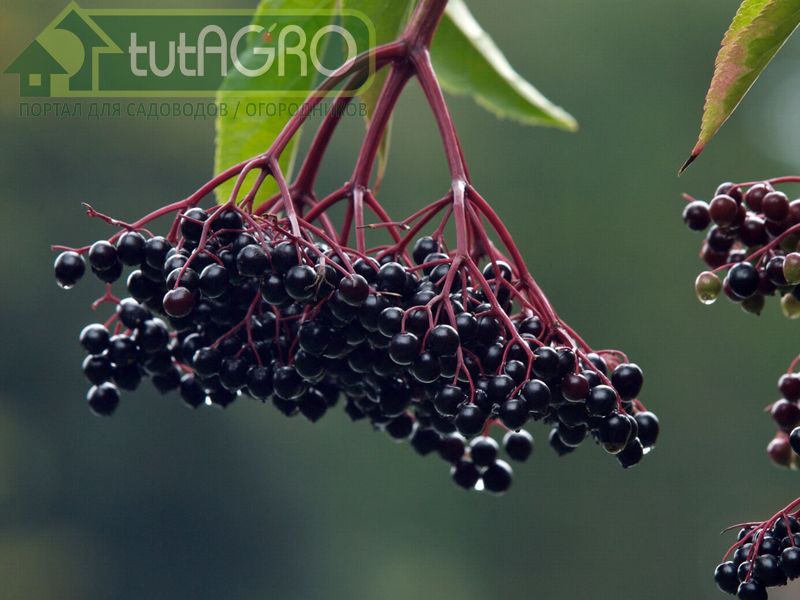 Бузина черная - лекарственное растение - tutAGRO