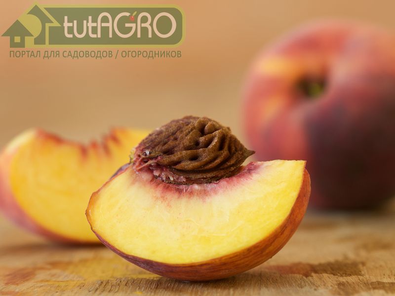 Как вырастить здоровые персики и абрикосы из косточки - tutAGRO