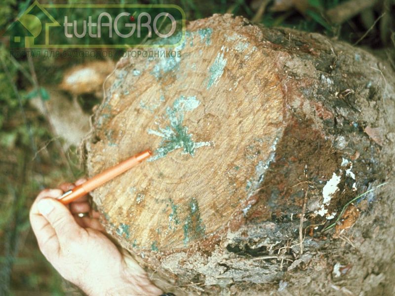 Триходерма даже способна стимулировать заселение корней растений другими полезными микоризными грибами - tutAGRO