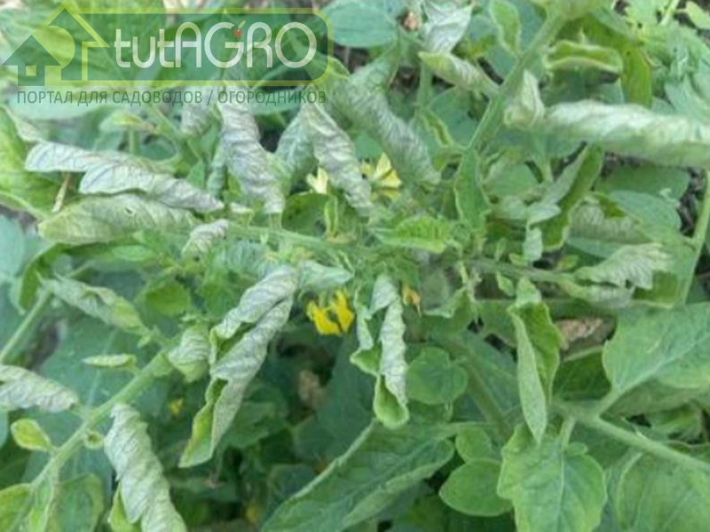 "Верхушки крутятся" - типичный симптом дефицита бора у томата в период до образования плодов - tutAGRO
