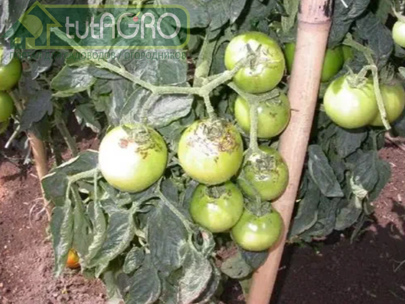 Причиной растрескивания плодов у томата и огурца нередко является дефицит бора - tutAGRO