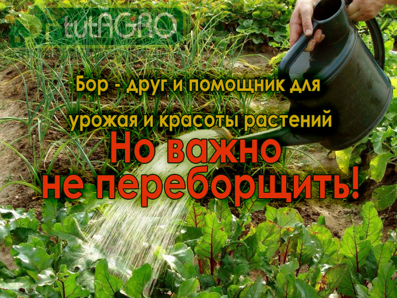 Эффективное применение бора в саду и огороде - tutAGRO
