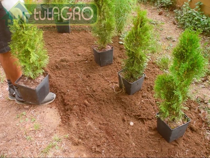 Планируя посадку живой изгороди, надо учитывать особенности расположения участка - tutAGRO