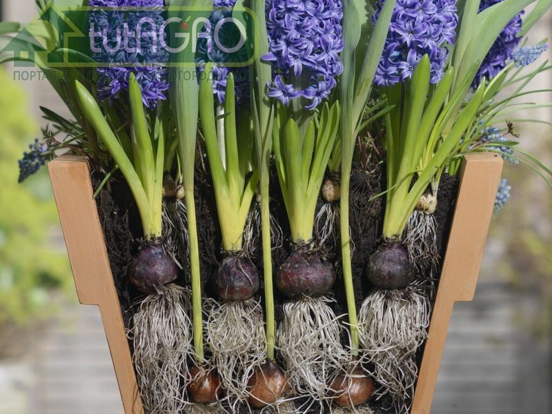 Высадите луковичные растения в цветочный горшок многослойно - tutAGRO