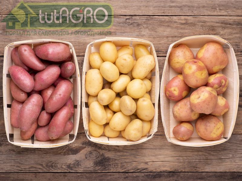 Урожайный картофель по шагам - tutAGRO