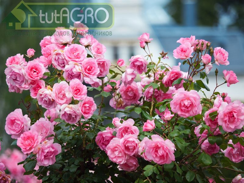 Миллион разных роз - tutAGRO