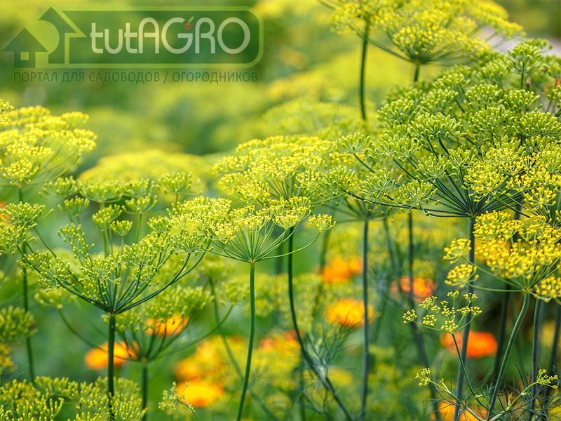 Здоровье огорода - tutAGRO