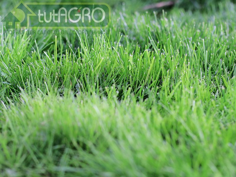 Пять «нет» мульче из травы - tutAGRO