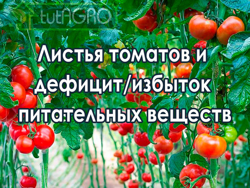 Болезни и вредители томатов: врага надо знать в лицо