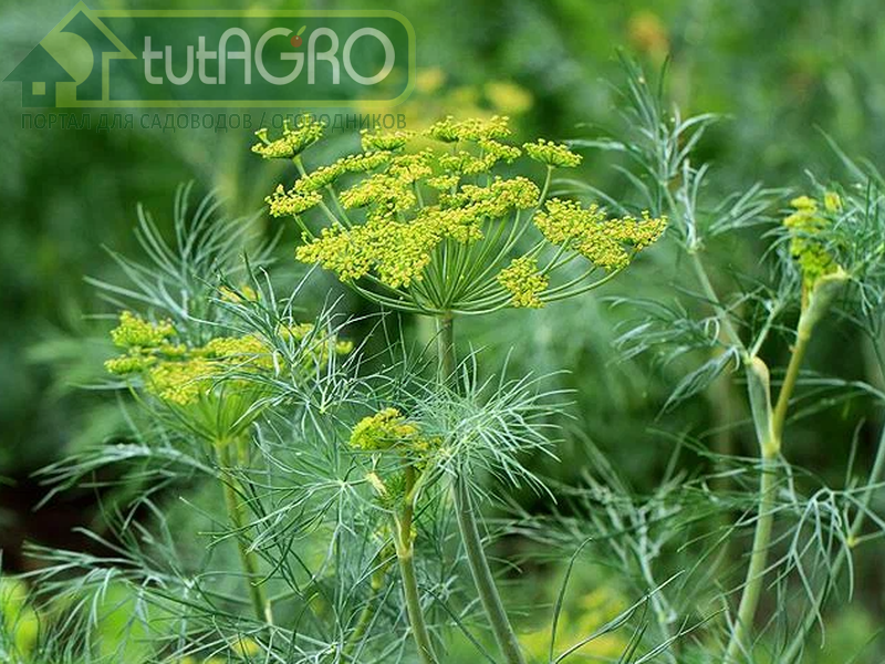 Укроп в августе – радость для огородника и защита для растений! - tutAGRO