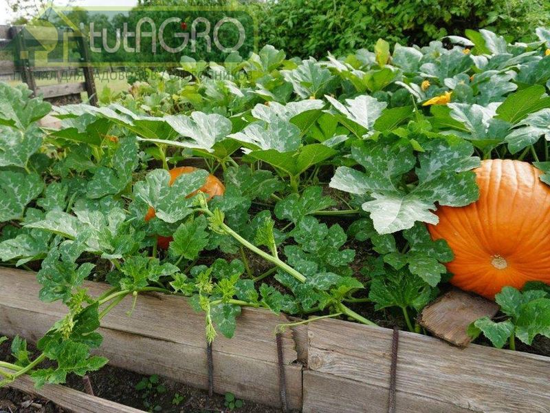 Советы опытных огородников на конец лета - tutAGRO