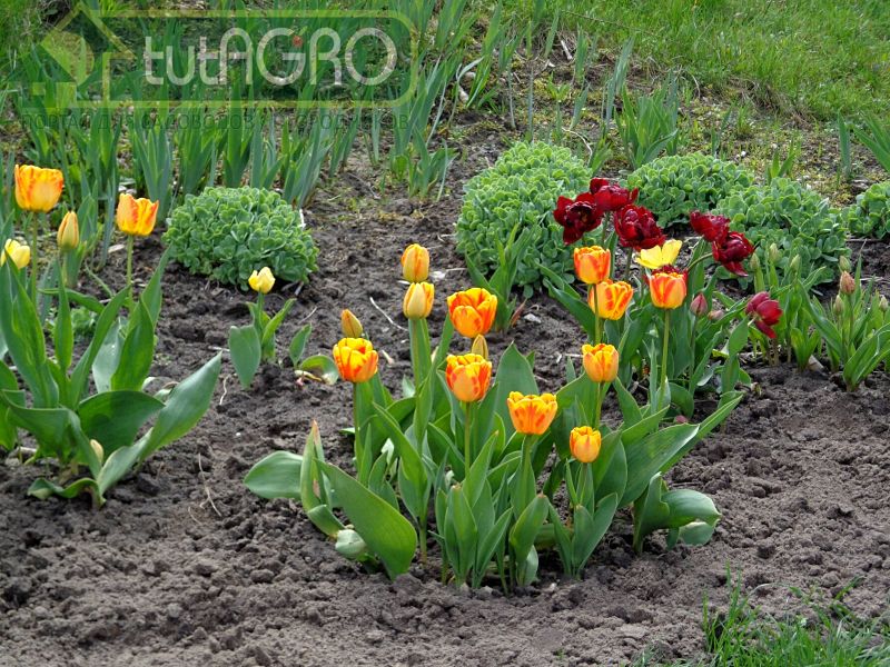 Тюльпаны: как посадить? - tutAGRO