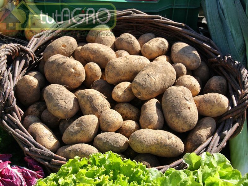 Вырастил картофель - сохрани - tutAGRO