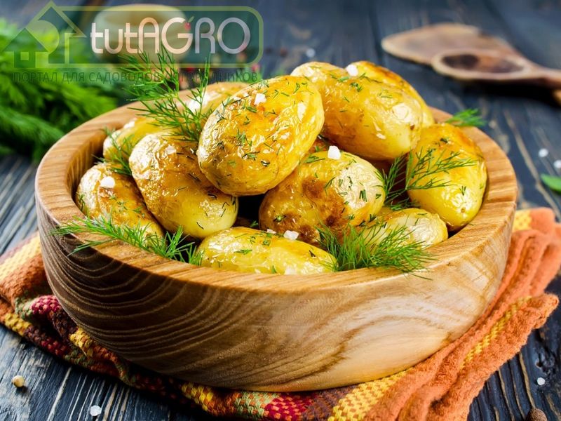 Вкусные блюда из картофеля - tutAGRO