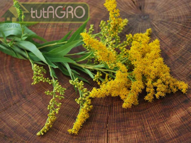 Золотарник - природное средство от сорняков - tutAGRO