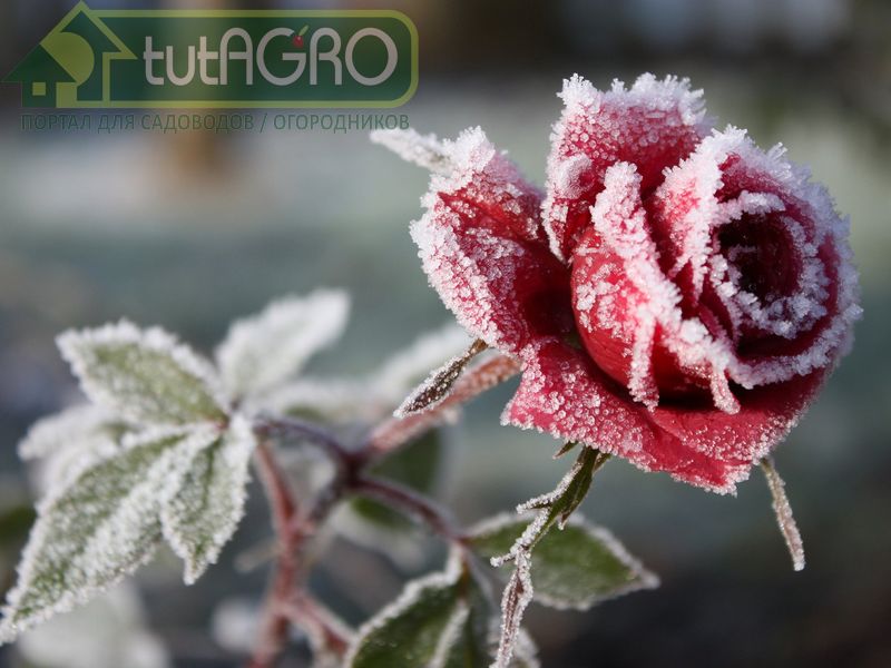 Розы и морозы - tutAGRO