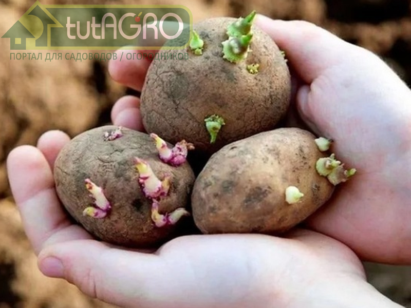 Шесть способов предотвратить прорастание картофеля - tutAGRO
